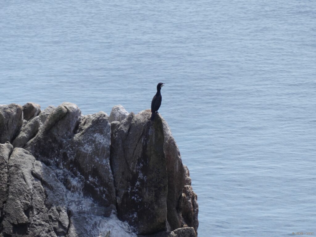 Cormoran
