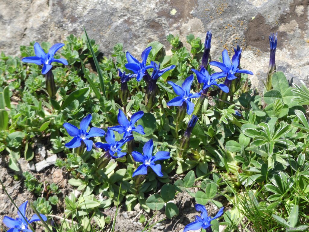Gentiane de printemps