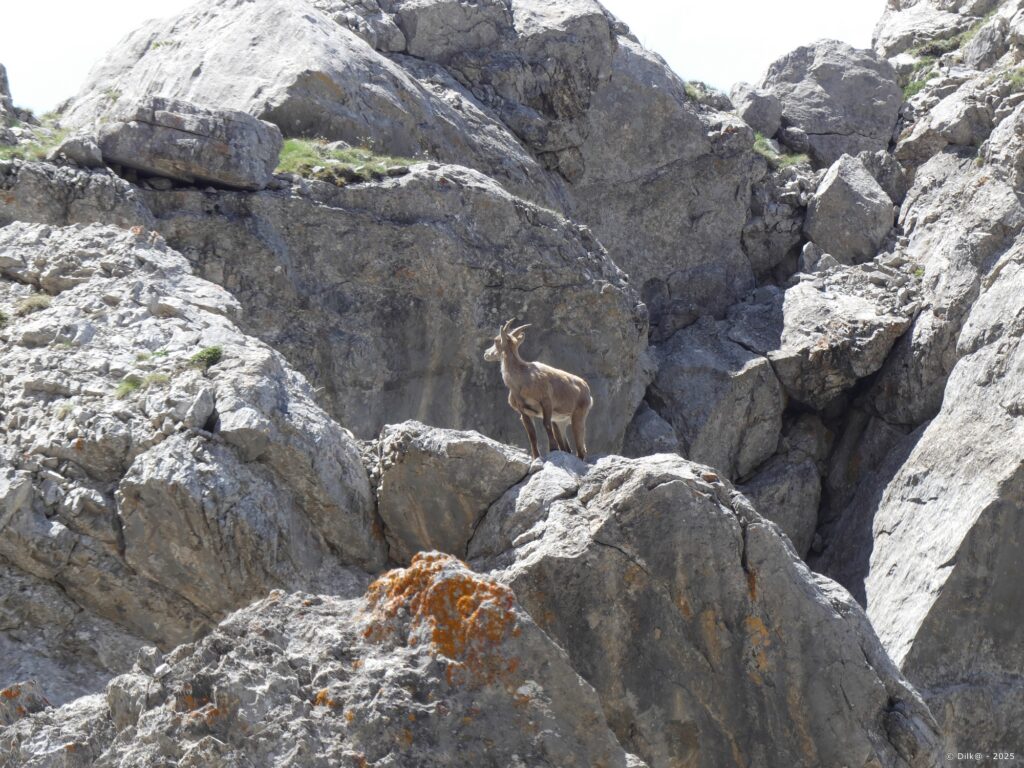 Les bouquetin sont de véritables funambules