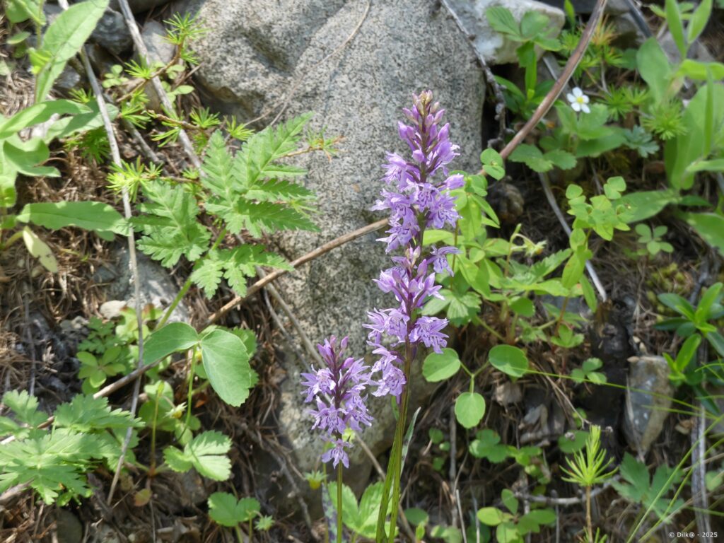 Orchis tacheté