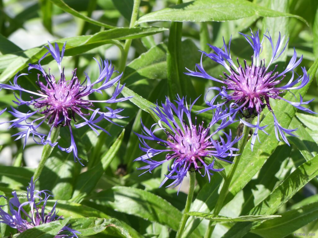 Centaurée des montagnes
