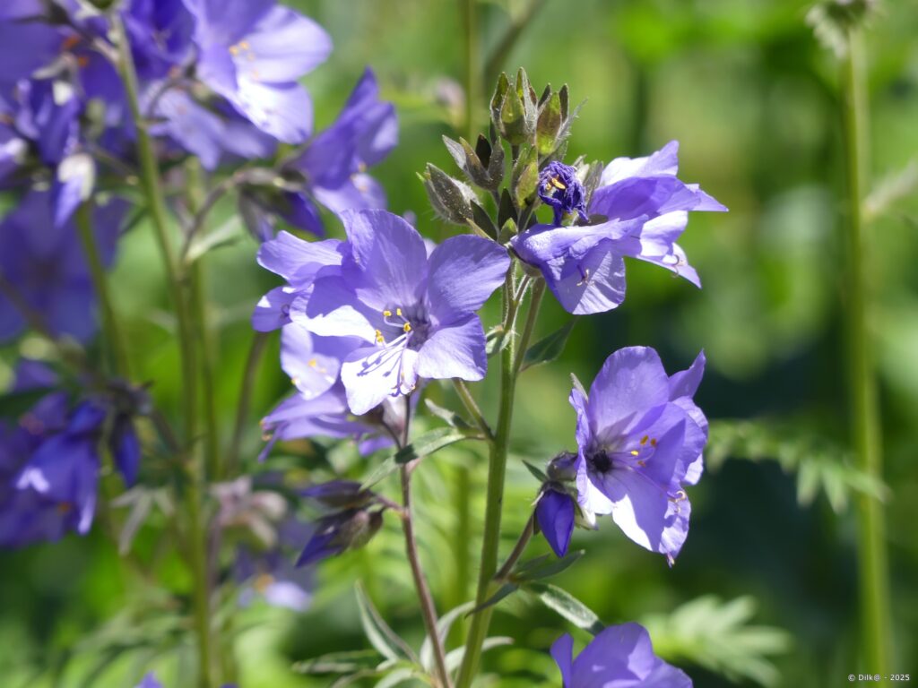 Polémoine bleue