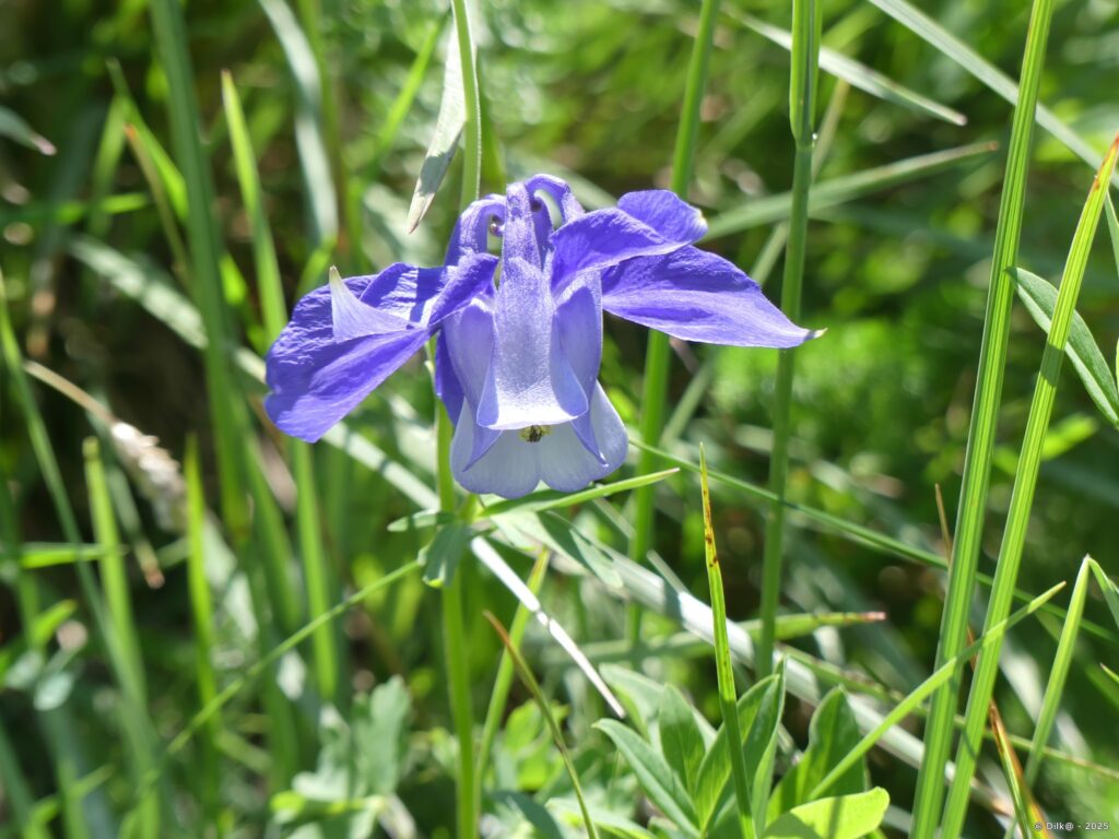 Ancolie des Alpes