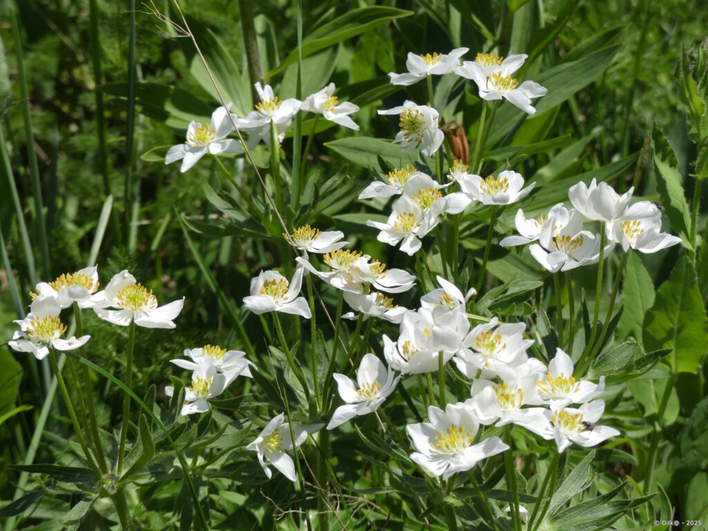 Anémone à fleurs de narcisse