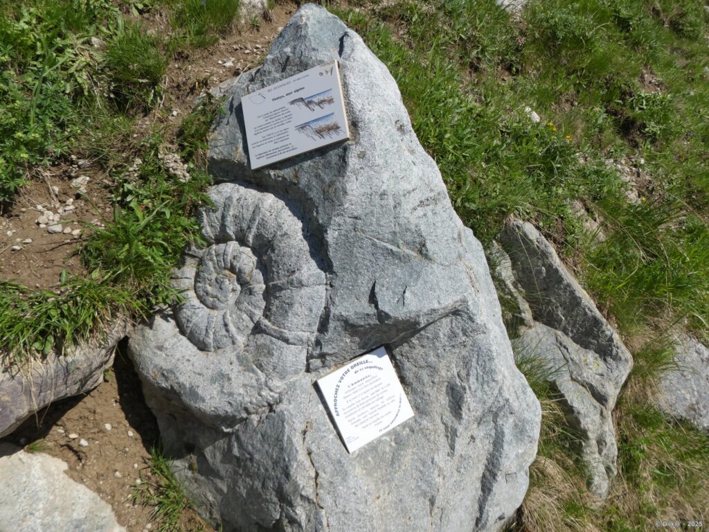 Ammonite : coquille de mollusque marin pétrifiée