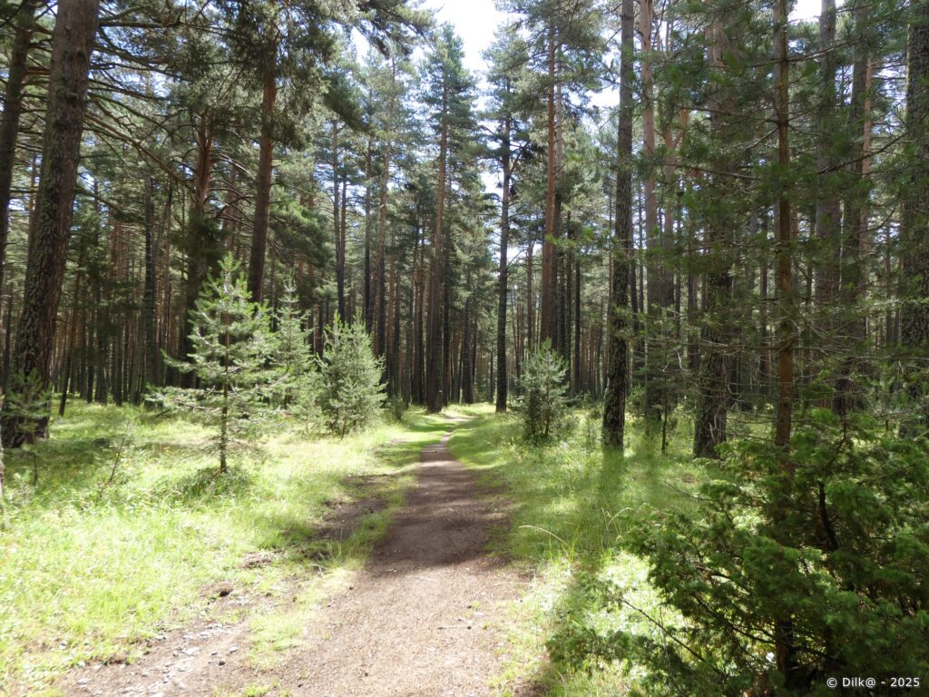 La forêt de la Matte