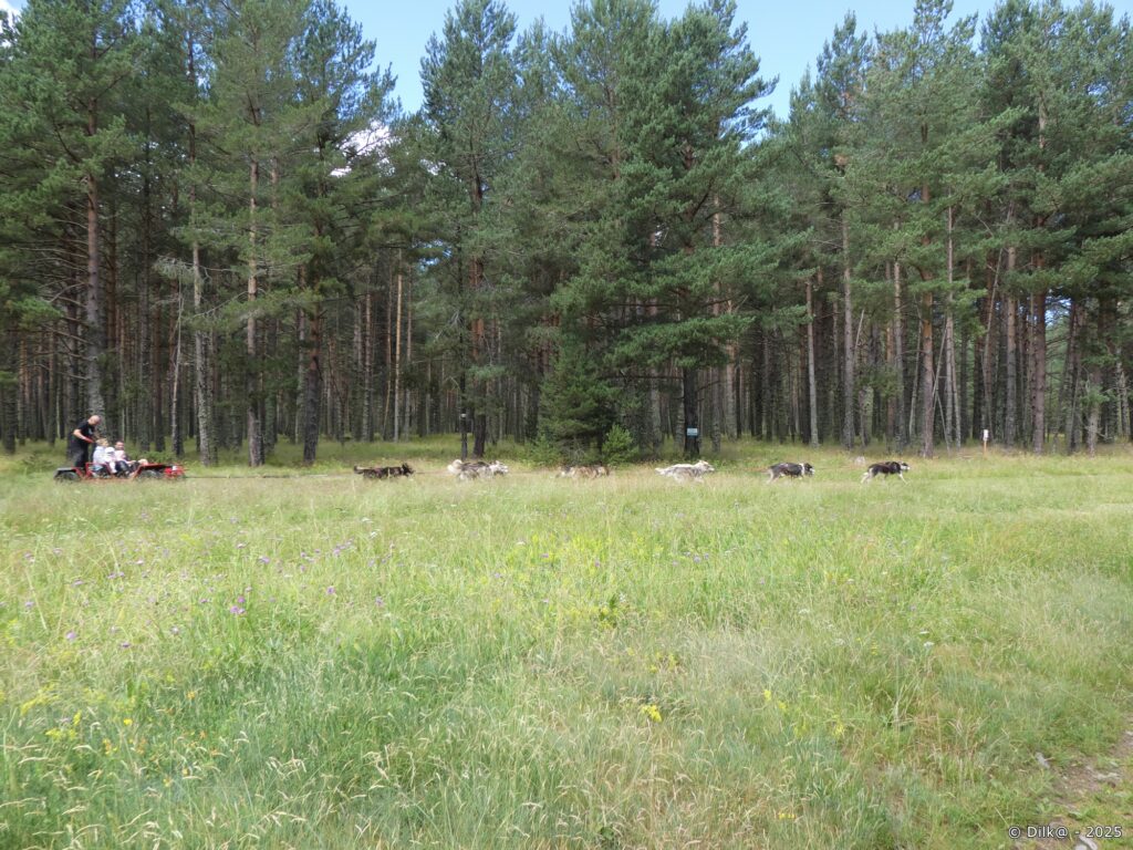 Chiens de traineau dans la forêt de la Matte