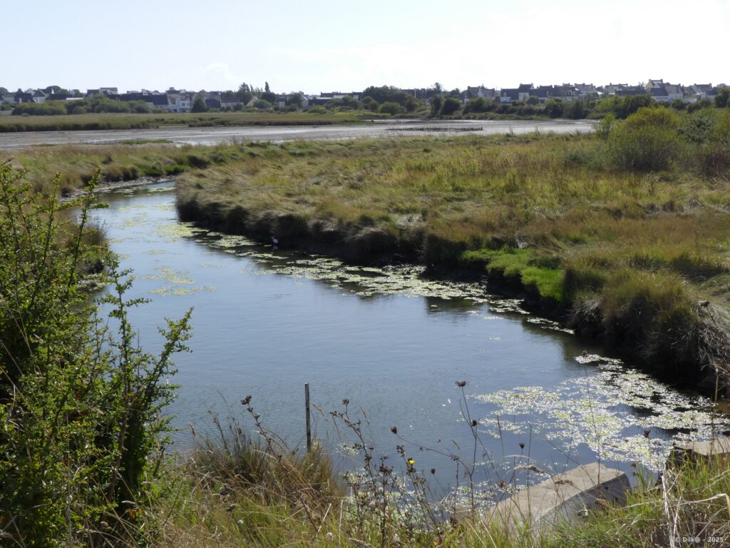 Le marais de Pen Mané