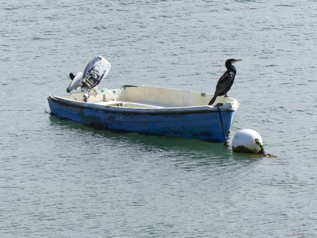 Cormoran sur une barque