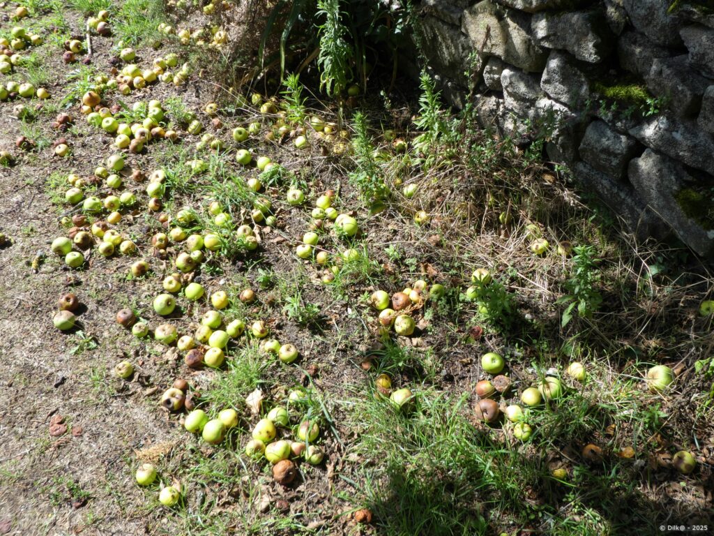 C'est l'automne, les pommes tombent