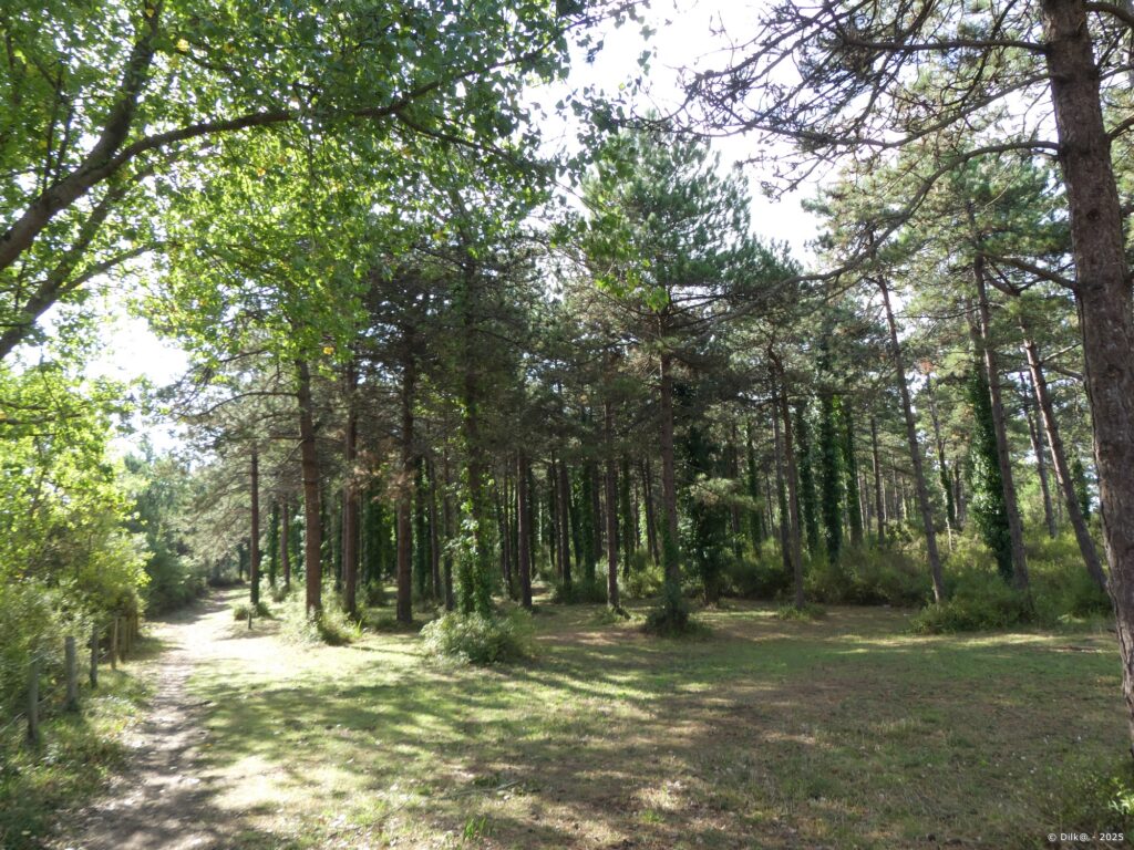 Forêt domaniale de Quiberon