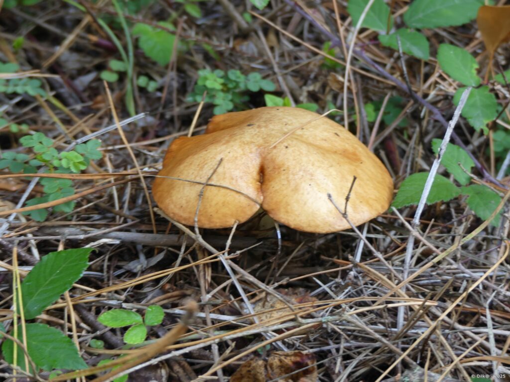Cèpe dans la forêt