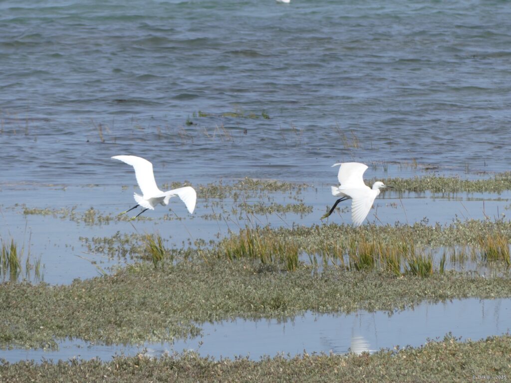 Oiseaux dans la baie de Plouharnel