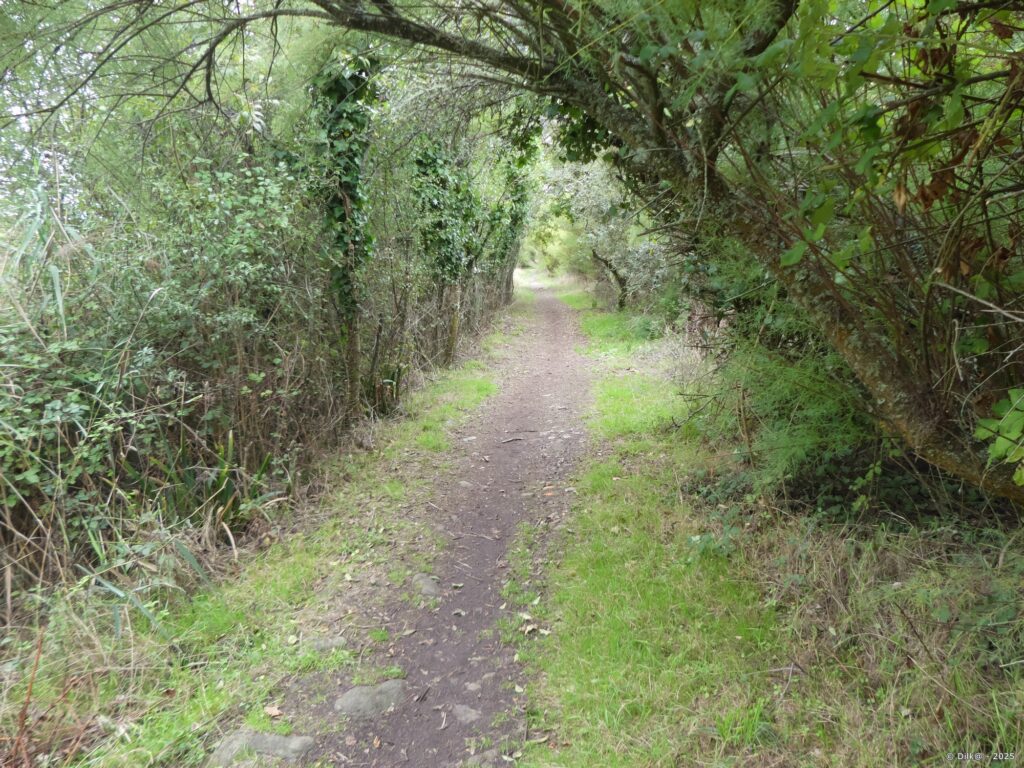 Le GR34 passe en forêt juste avant le marais de Kerdual