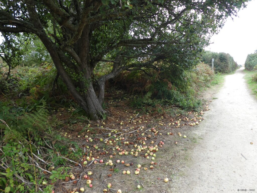 Les pommes au bord du chemin
