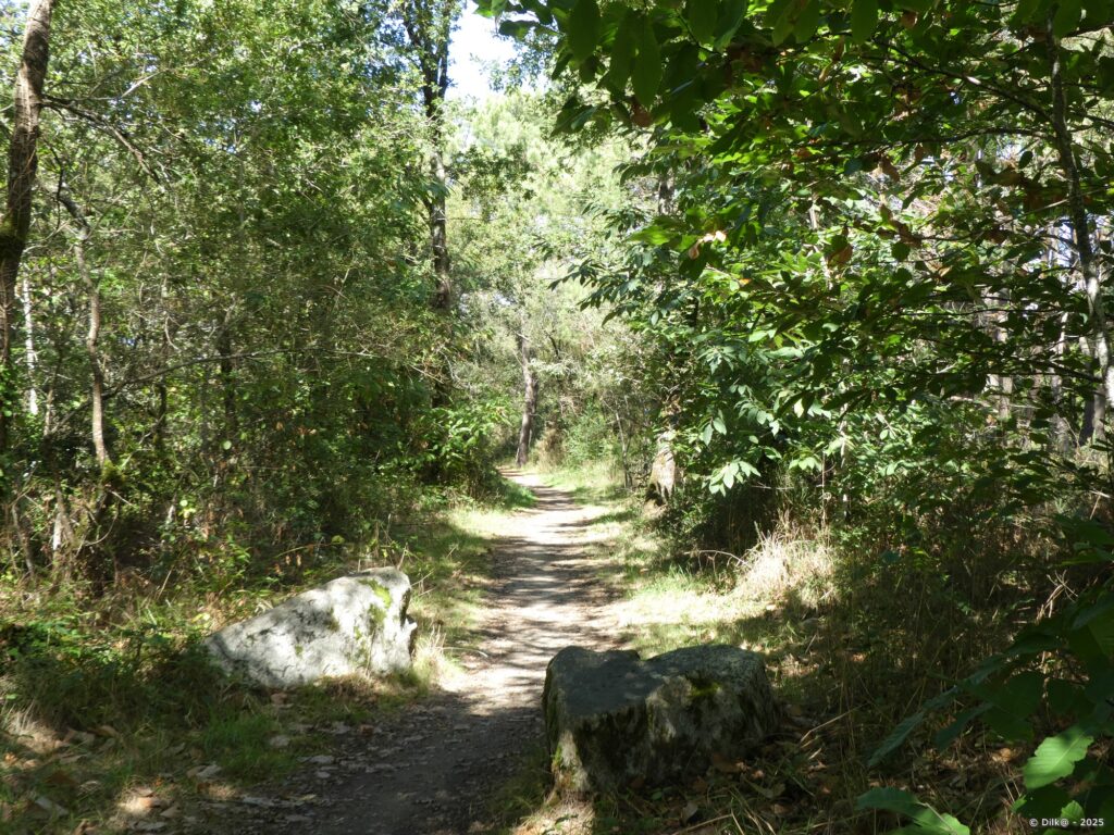 Le sentier côtier passe en forêt