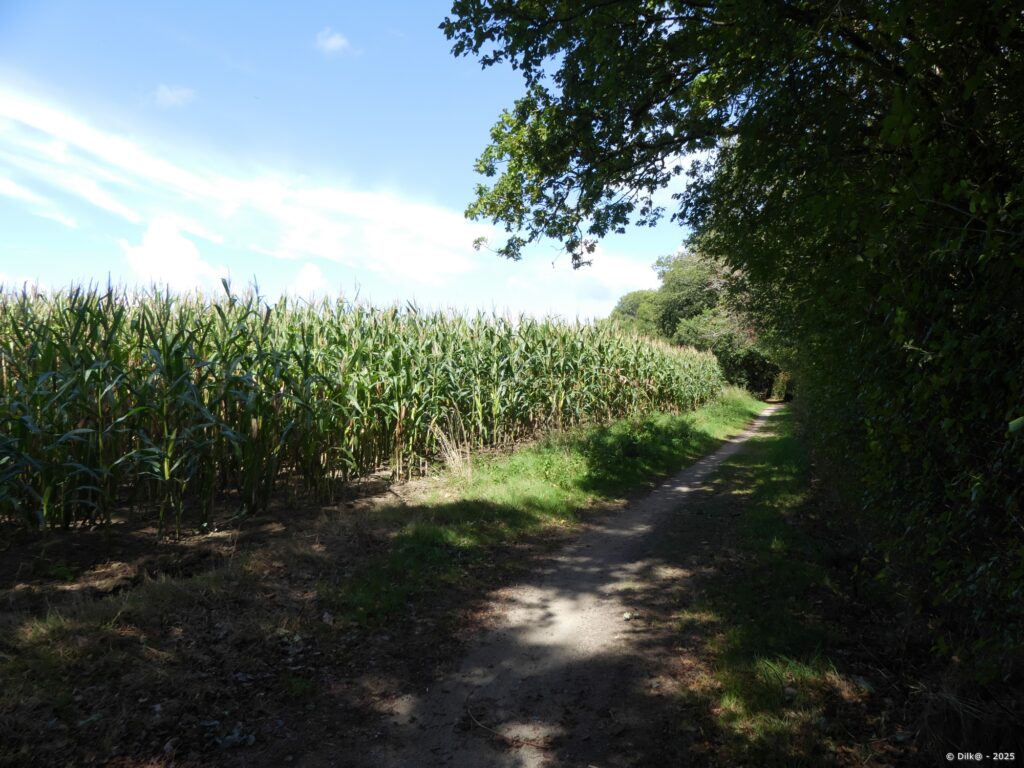Le sentier côtier passe le long de cultures de maïs
