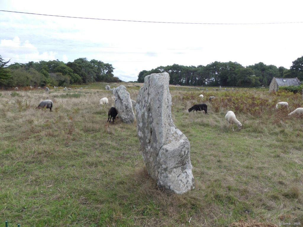 Des moutons comme tondeuses au milieu des alignements de Kermario