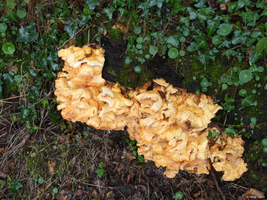 Champignon lignicole