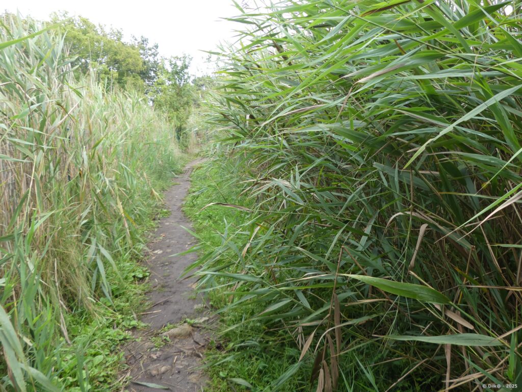 Le chemin côtier sinue entre les roselières au milieu du marais de Kerdréan