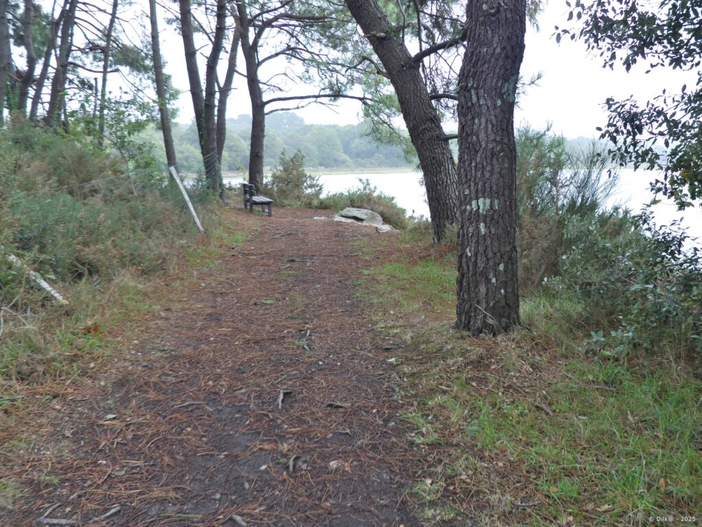 Le sentier côtier au milieu des pins