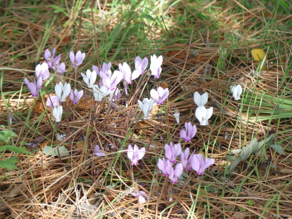 Les cyclamens annoncent l'automne