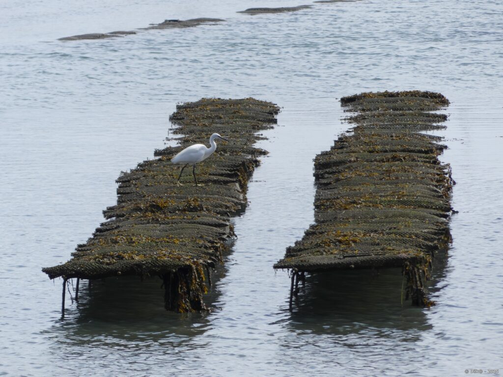 Parc à huitres près de la pointe d'Arradon