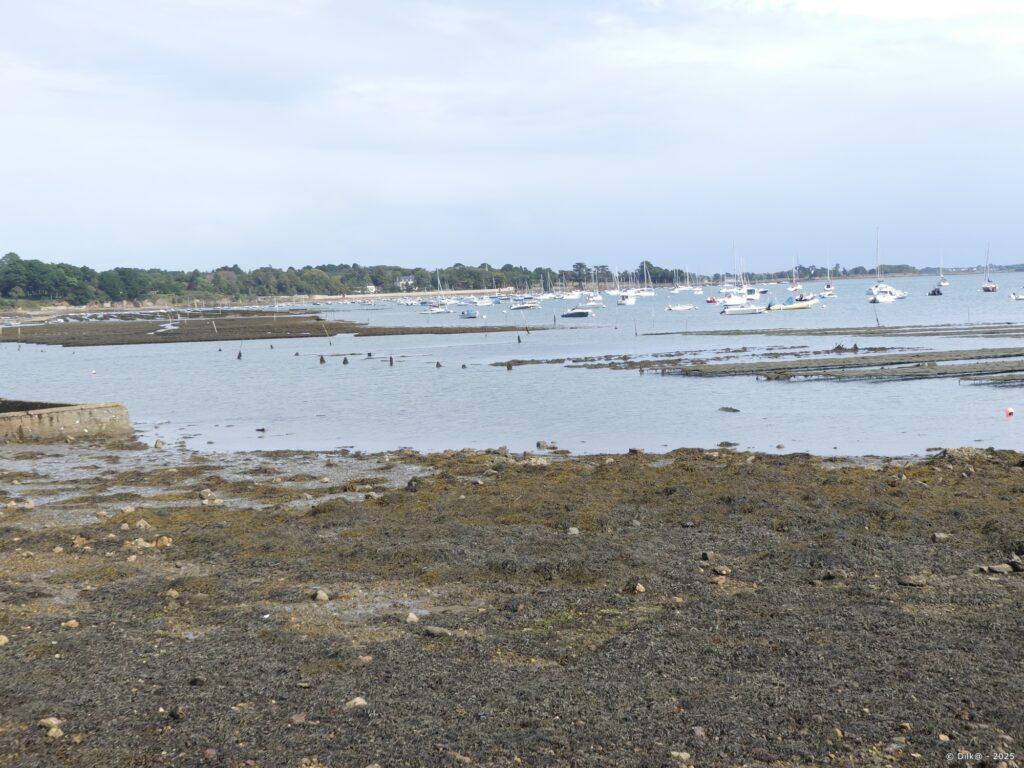 L'Île Logoden et au fond l'Île aux Moines