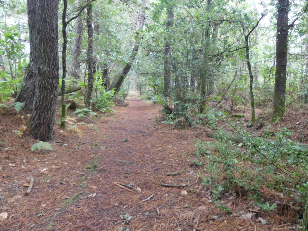 Le GR34 traverse la forêt avant d'entrer dans Vannes