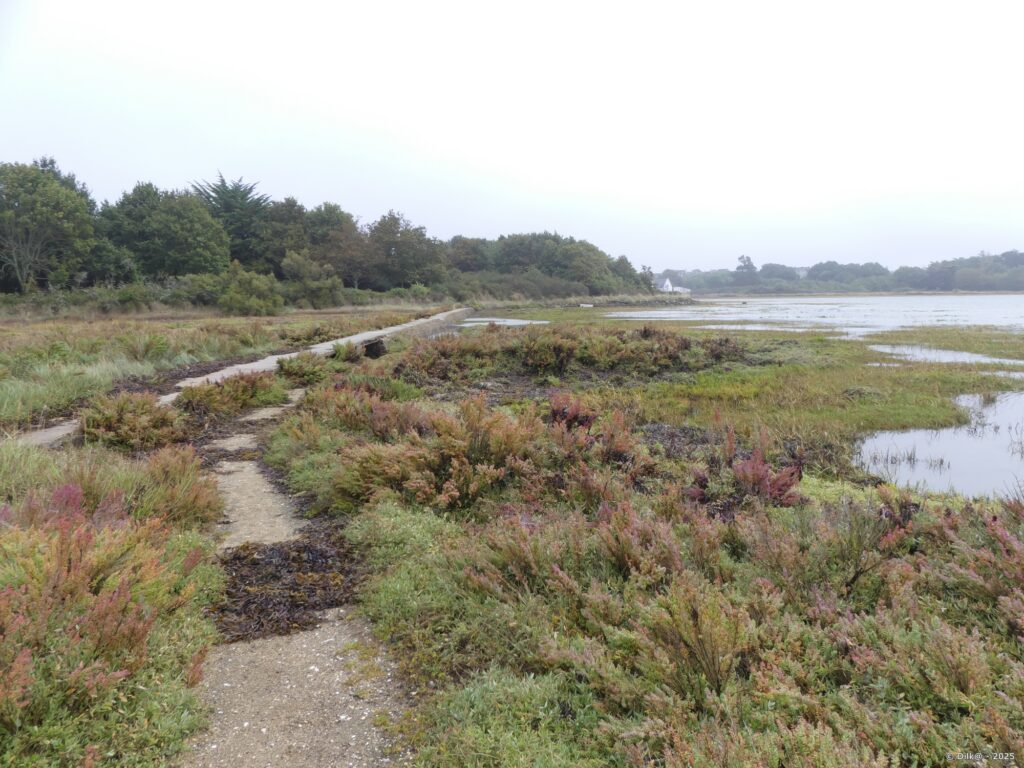 Les marais de Séné