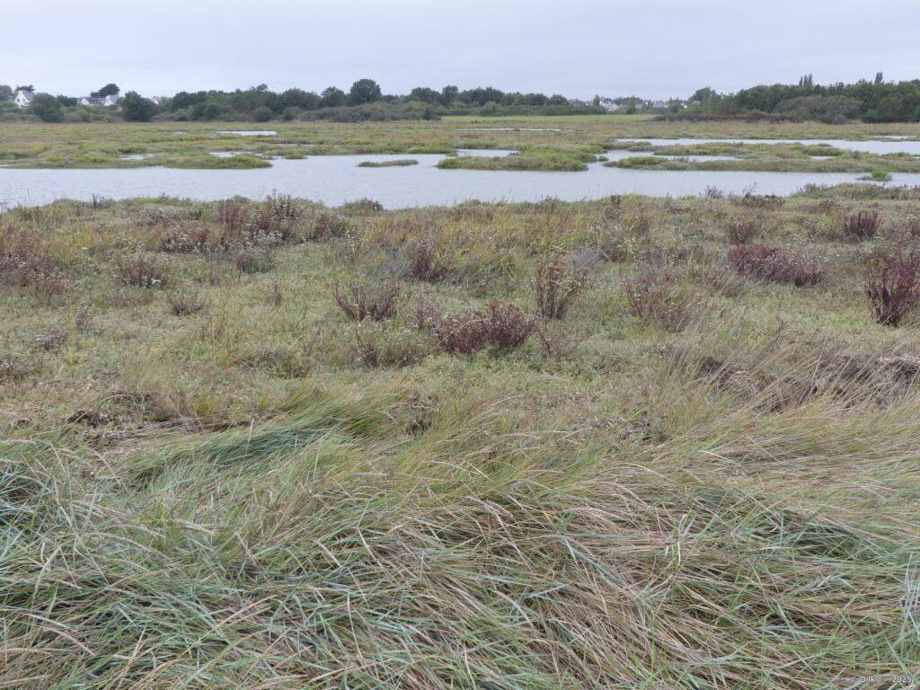Le marais de Séné à la pointe du Bil