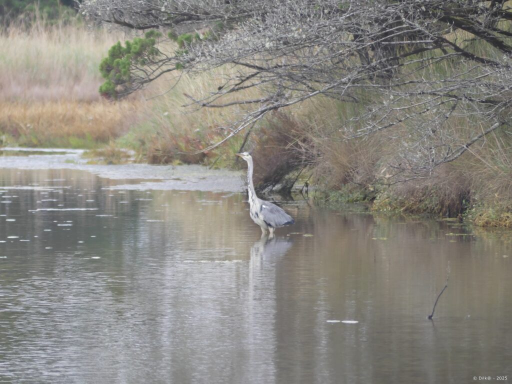 Seul le héron n'est pas gêné par la pluie