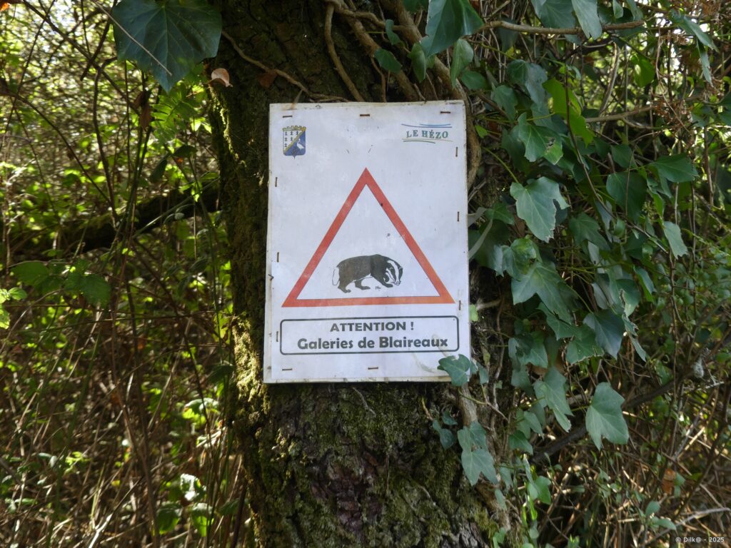 Les blaireaux du Hézo