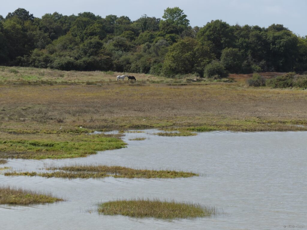 Les chevaux du Hézo