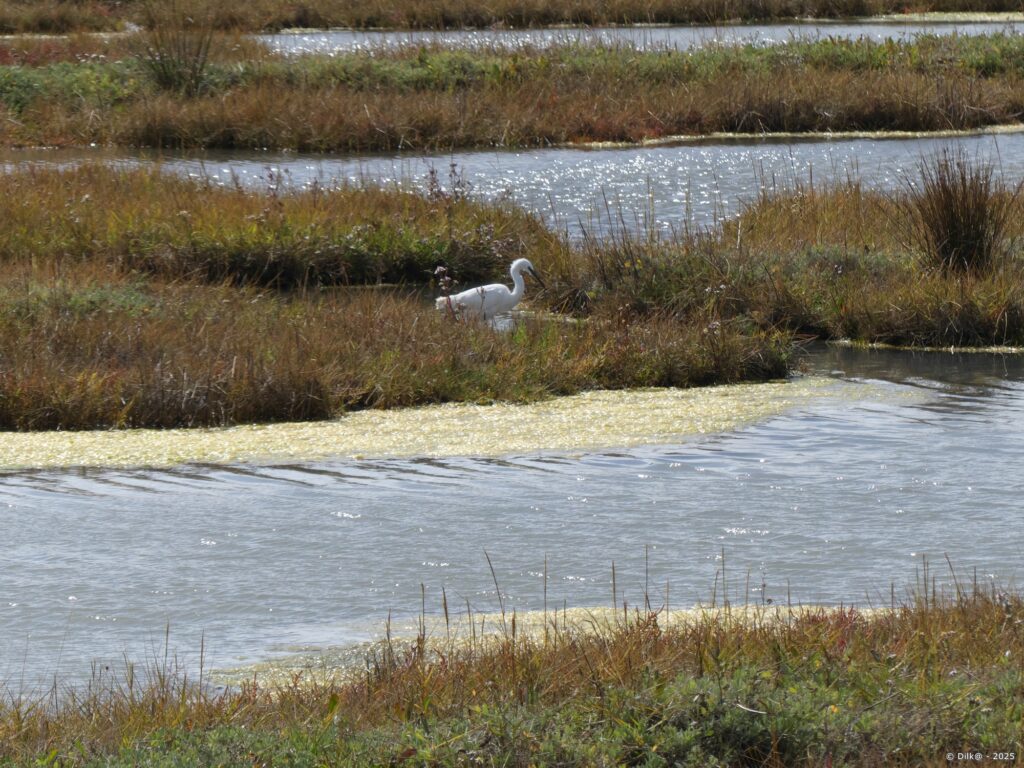 Aigrette dans les marais du Hézo