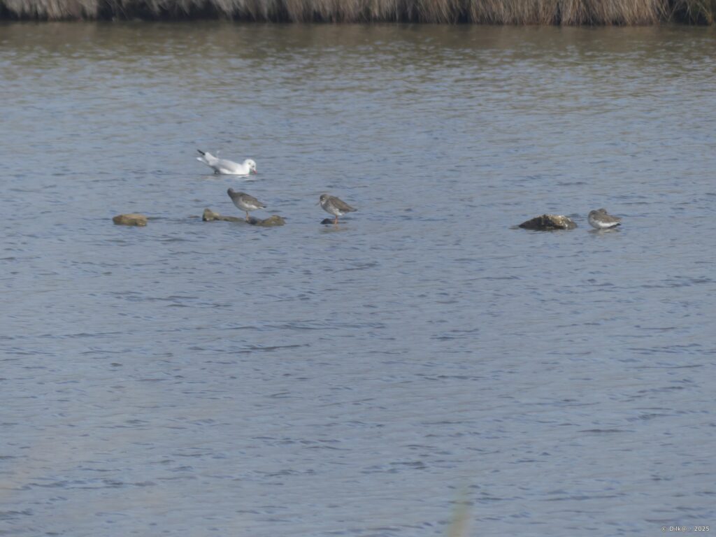 Chevaliers et goélands