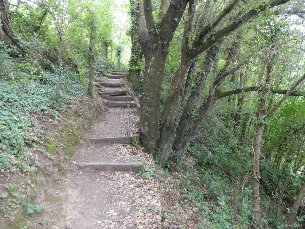 Après la pointe de Bénance, le sentier traverse la forêt