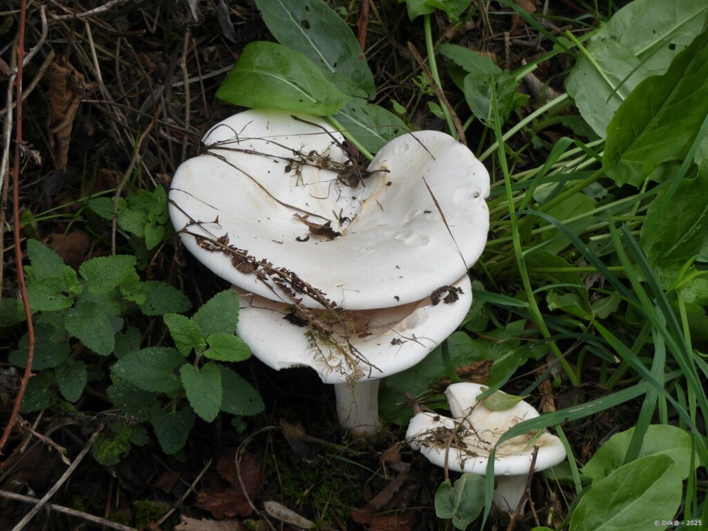 Champignon
