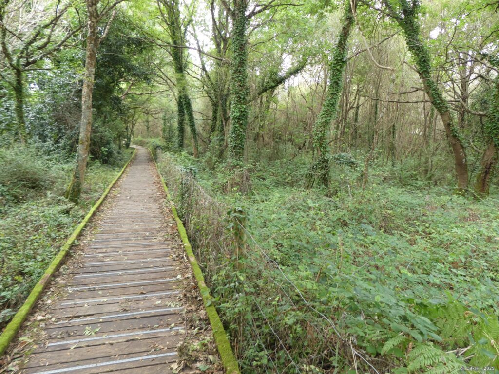 Platelage près de Fournevay