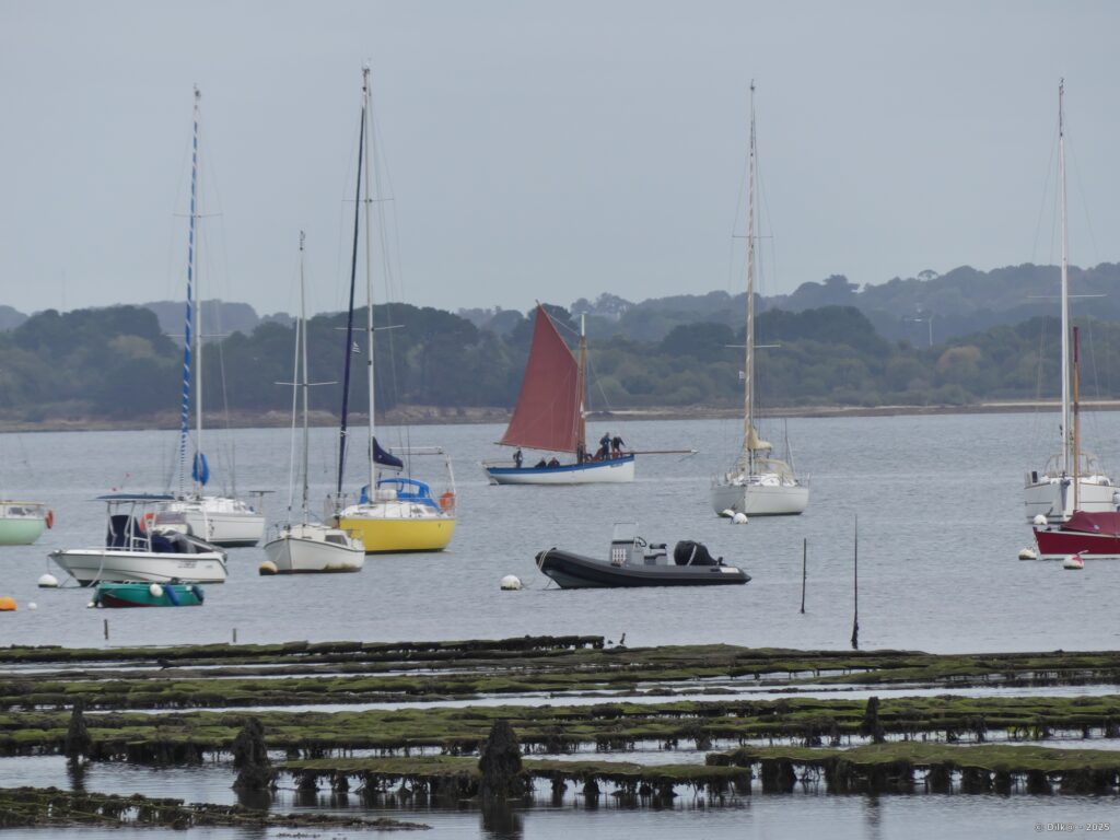 Parcs à huitres et un bateau sinagot avec la voile rouge