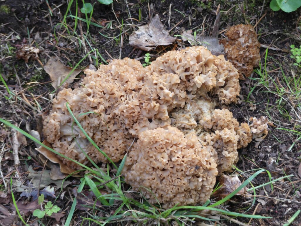 Champignon (Sparassis crispa ?)