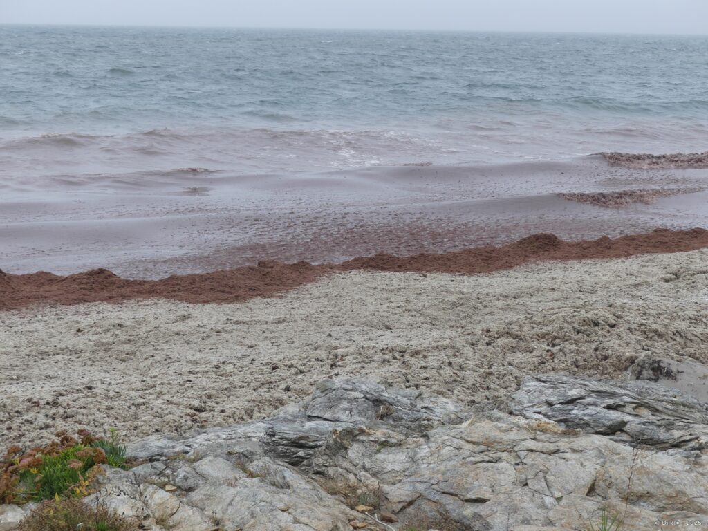 La pollution aux algues rouges sur la plage de Port Maria