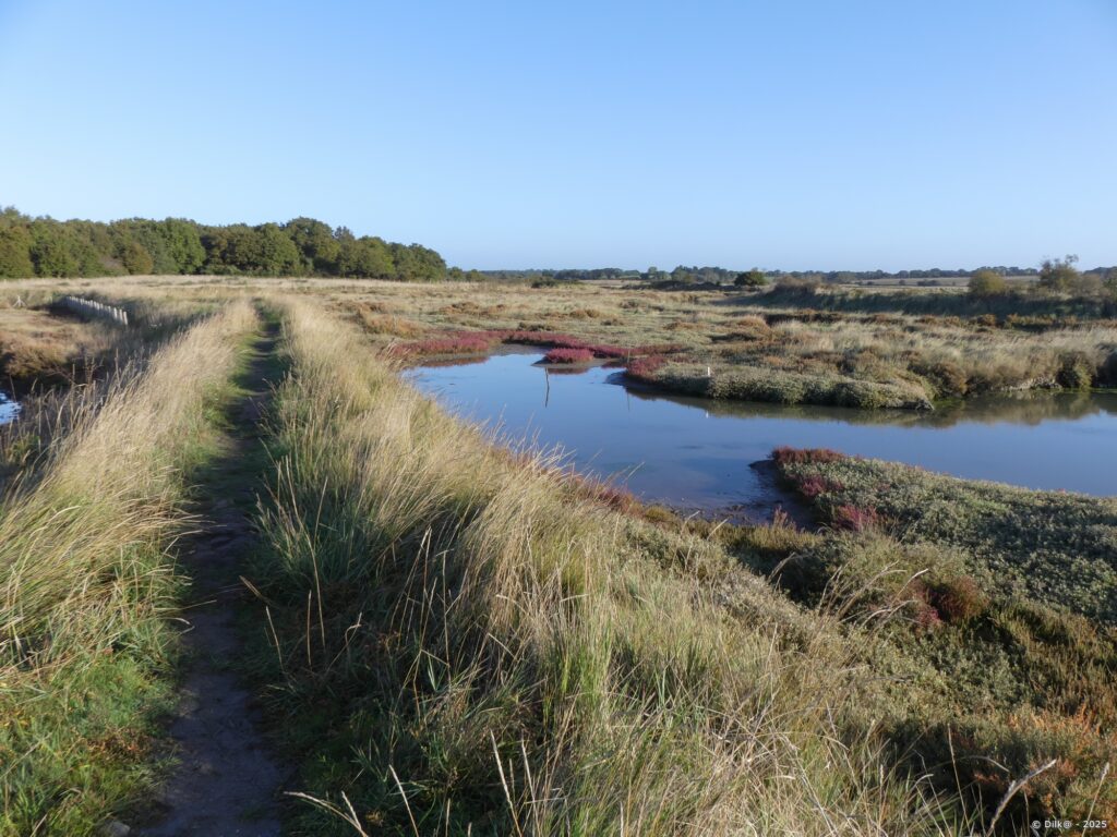 Le marais avec les couleurs d'un matin ensoleillé d'automne