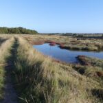 Le marais avec les couleurs d'un matin ensoleillé d'automne