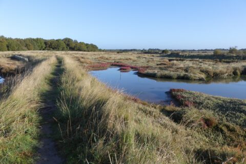 Le marais avec les couleurs d'un matin ensoleillé d'automne