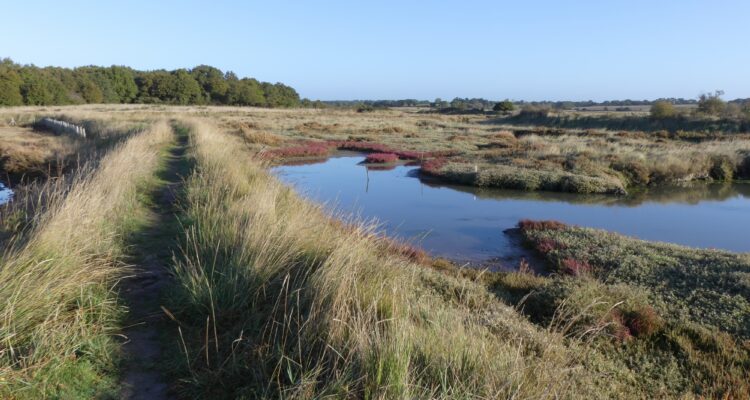 Le marais avec les couleurs d'un matin ensoleillé d'automne