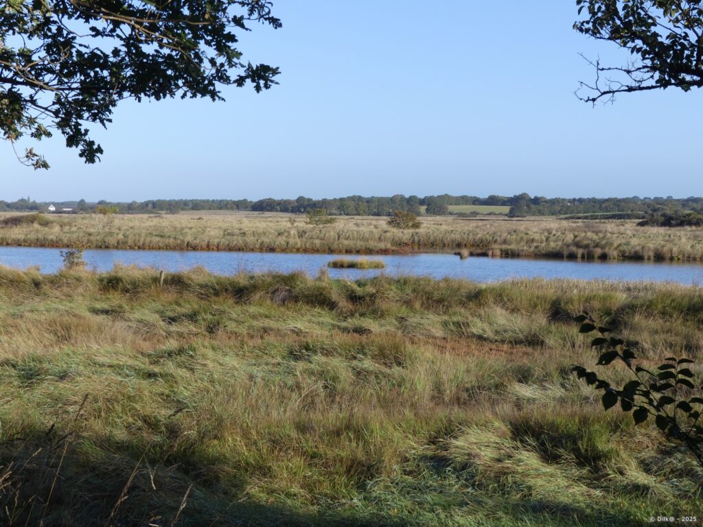 Le marais avec les couleurs d'un matin ensoleillé d'automne
