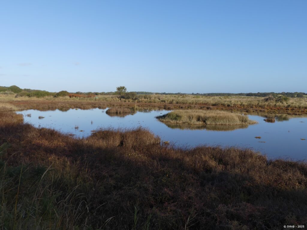 Le marais avec les couleurs d'un matin ensoleillé d'automne