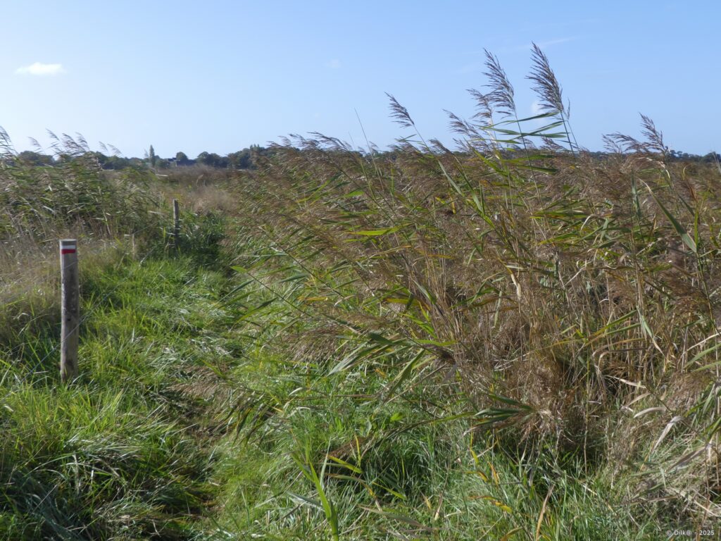 Le chemin passe au milieu des roseaux
