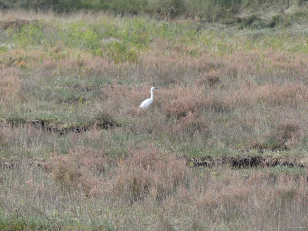 Grande aigrette dans le marais